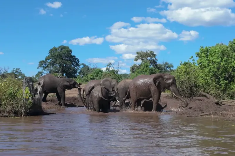 Elephants in Chobe, a day trip from Livingstone