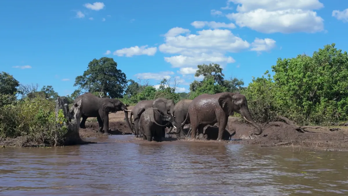 Elephant herd at the Chobe River, an easy day trip from Livingstone