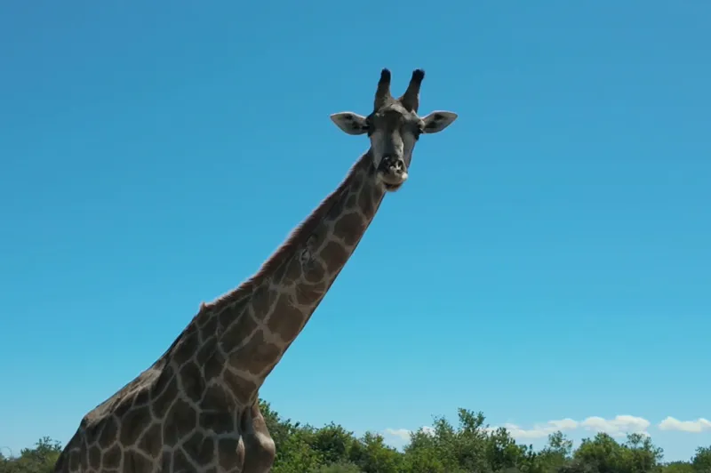 Giraffe in Mosi-oa-Tunya National Park, Livingstone