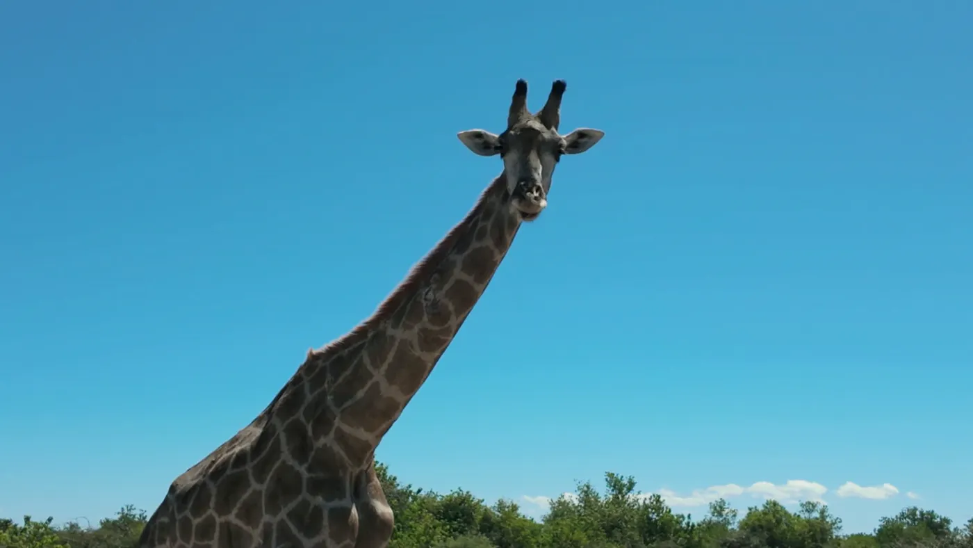 Giraffe in Mosi-oa-Tunya National Park near Livingstone, Zambia